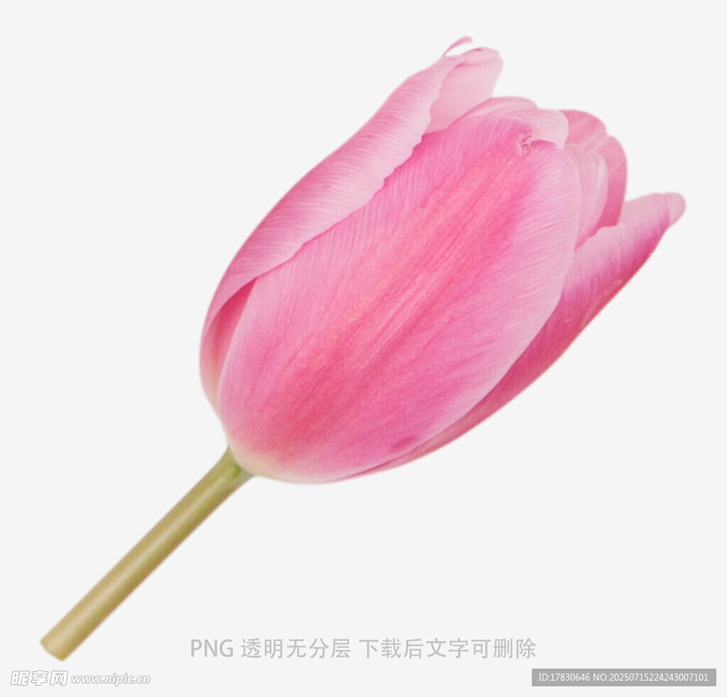 粉色郁金香特寫