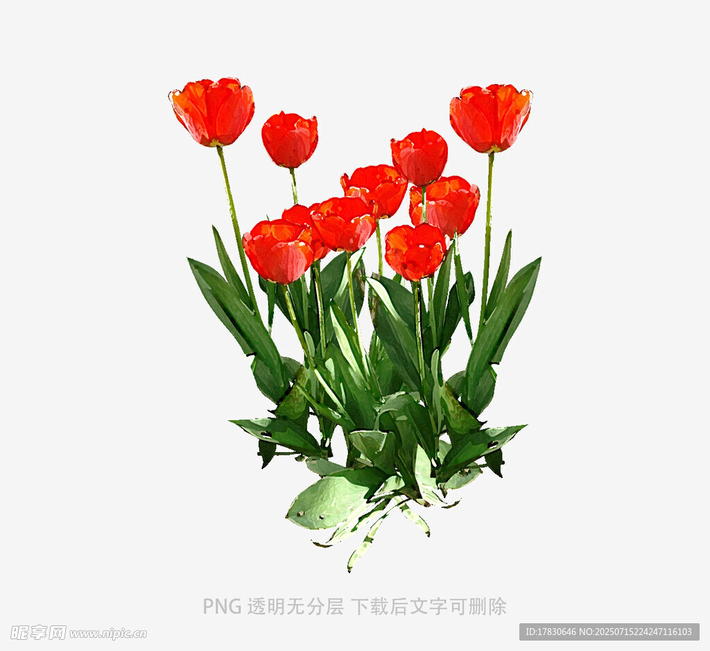鮮艷紅色郁金香花束