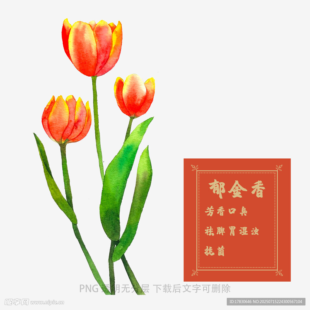 郁金香旁的榮譽(yù)證書