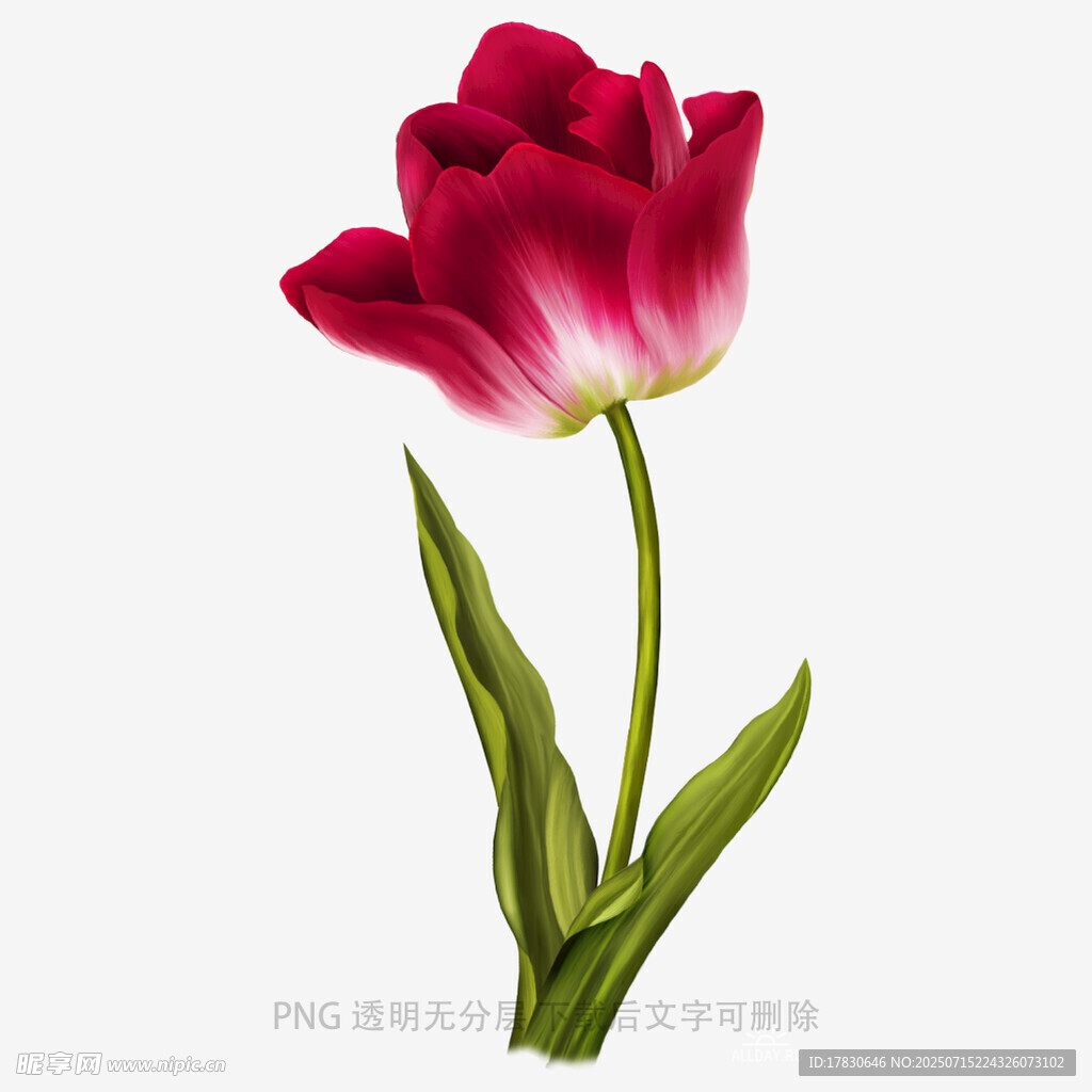 嬌艷紅郁金香插畫(huà)