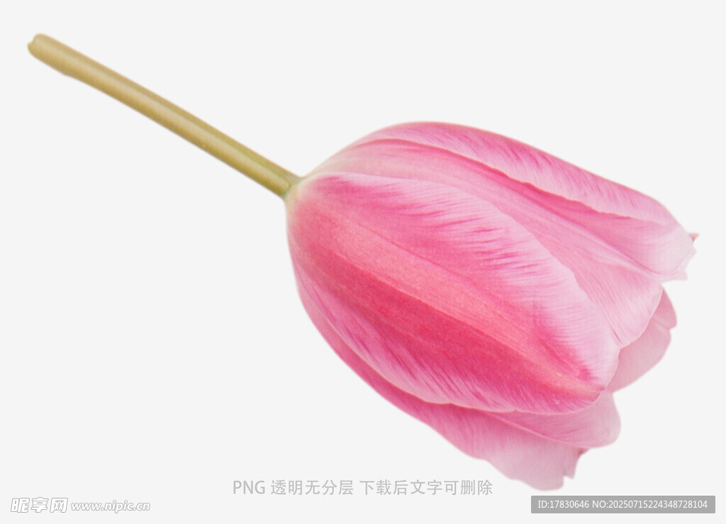 粉色郁金香特寫
