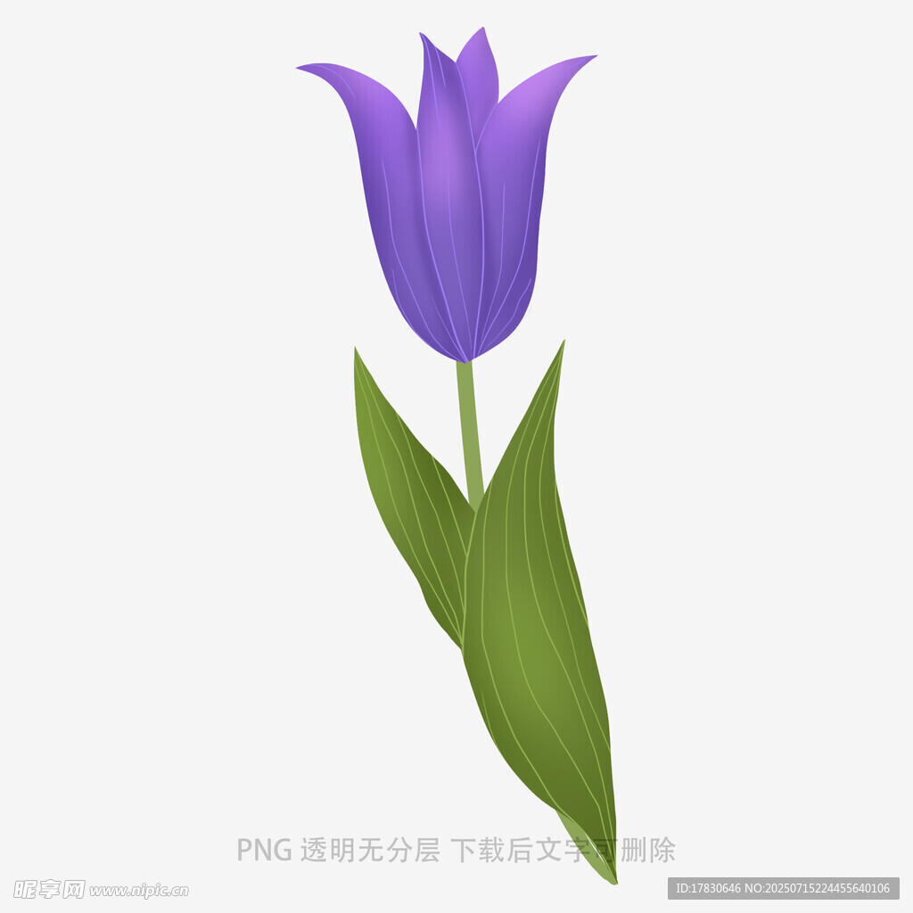 紫色郁金香插畫(huà)