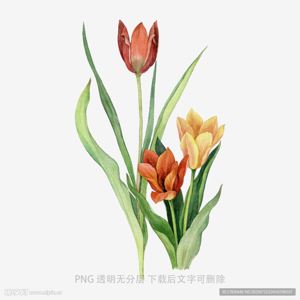 水彩繪三朵多彩郁金香