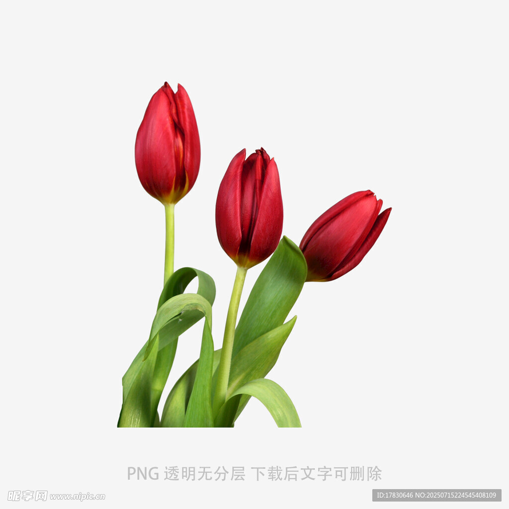 三朵嬌艷紅郁金香