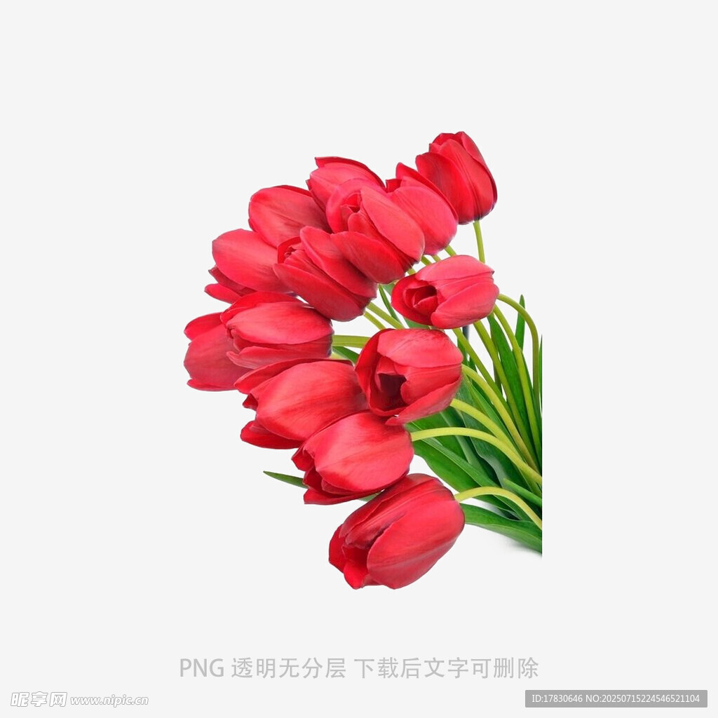 鮮艷紅郁金香插畫