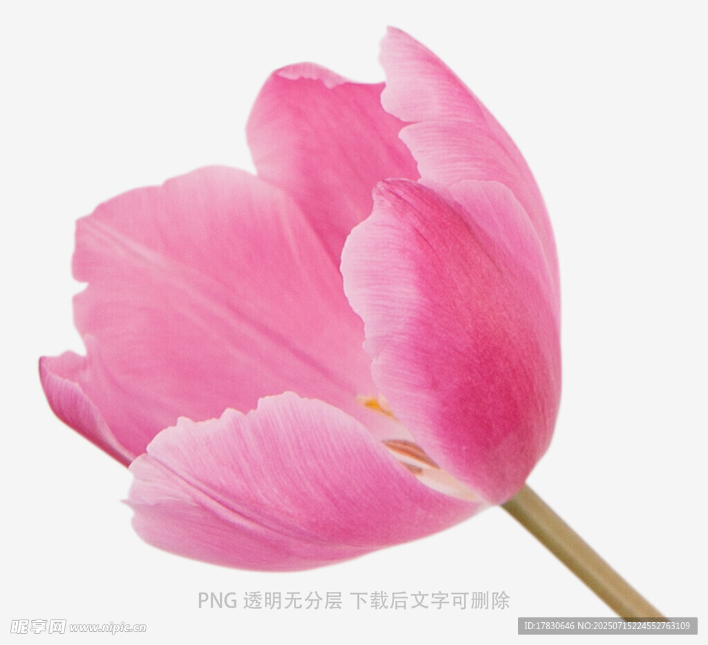 粉色郁金香特寫