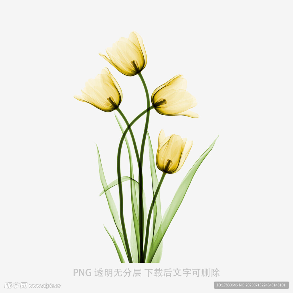 黃色郁金香插畫