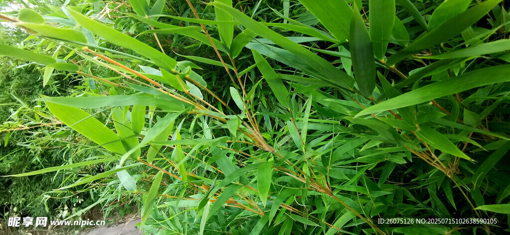 翠綠繁茂的金竹景觀