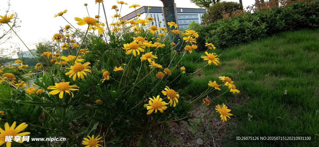花園中的燦爛黃色菊花