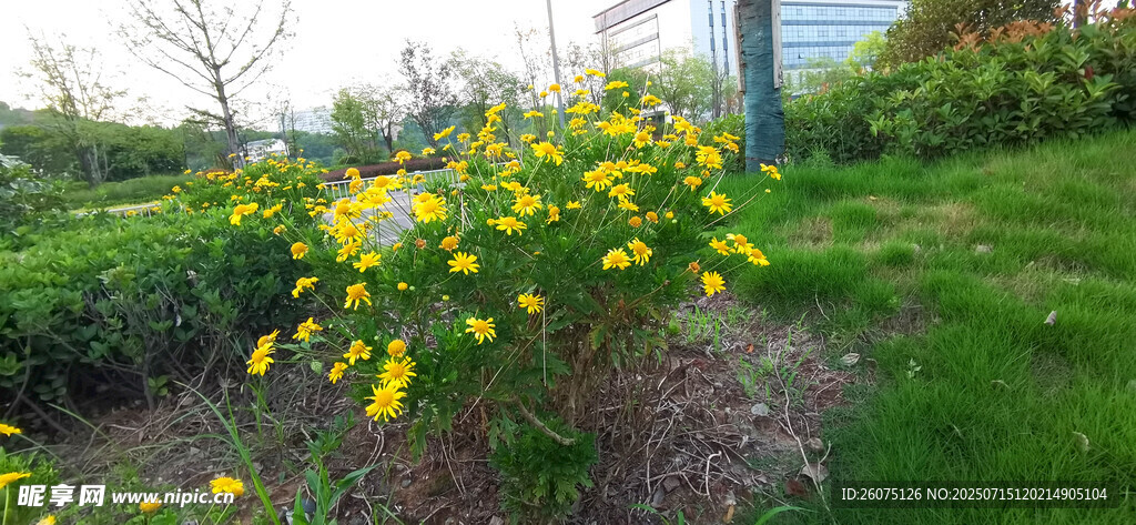 花園中的黃色菊花綻放