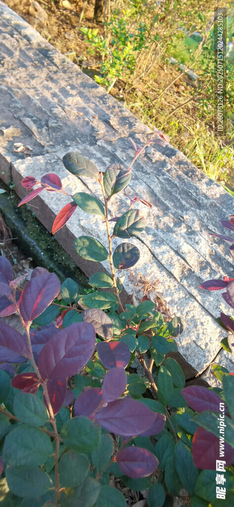 紅葉植物展示