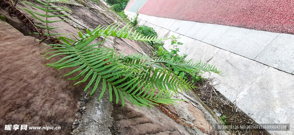 石縫中生長的翠綠植物