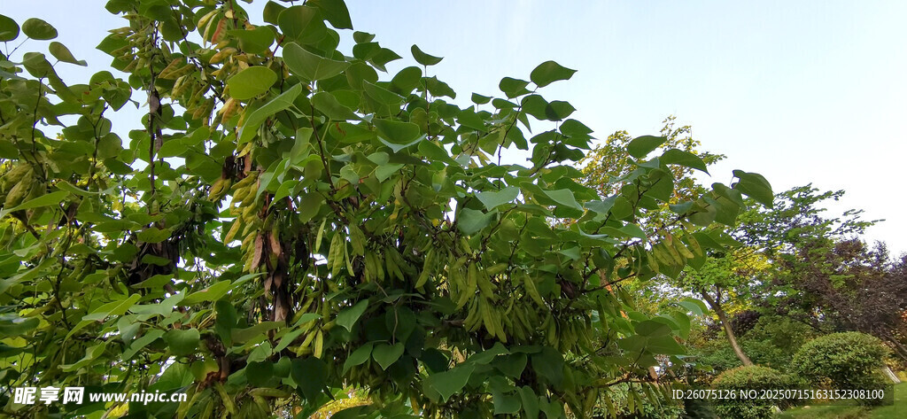 繁茂綠樹洋槐豆莢景觀
