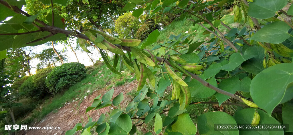 綠葉繁茂的洋槐景觀