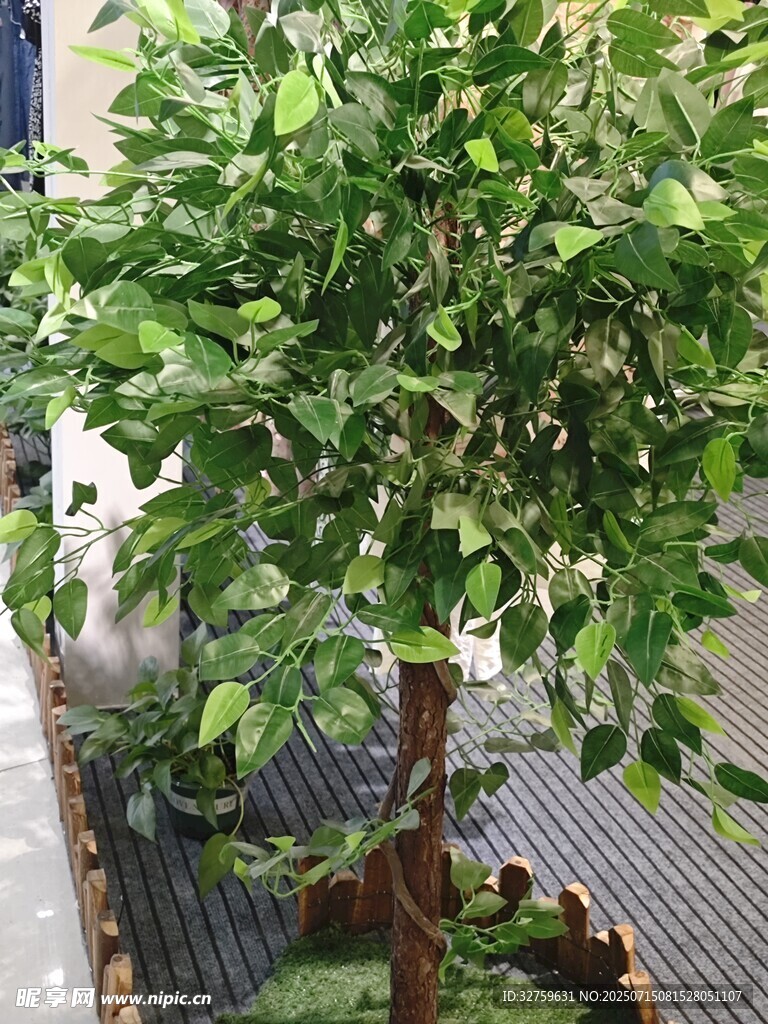 室內(nèi)綠植盆景