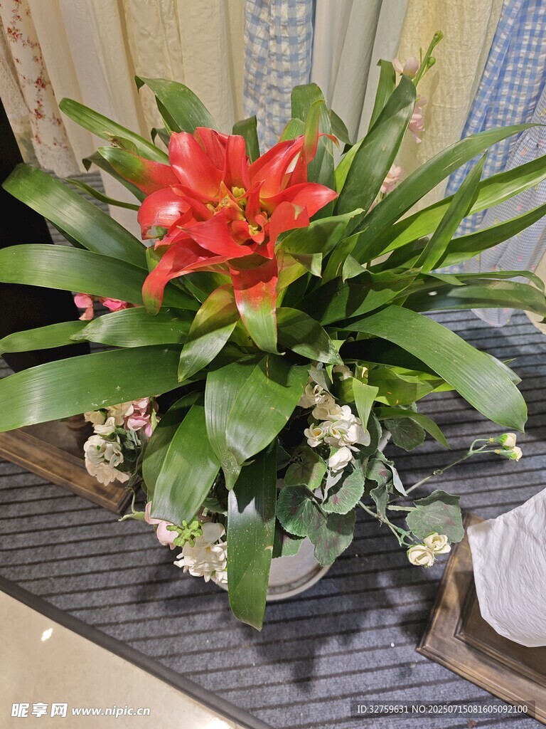 艷麗朱頂紅盆栽