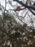 枝頭繁花綻放