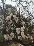枝頭綻放的粉嫩杏花