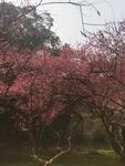 春日爛漫盛開(kāi)的繁花美景