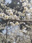 枝頭綻放的潔白花朵