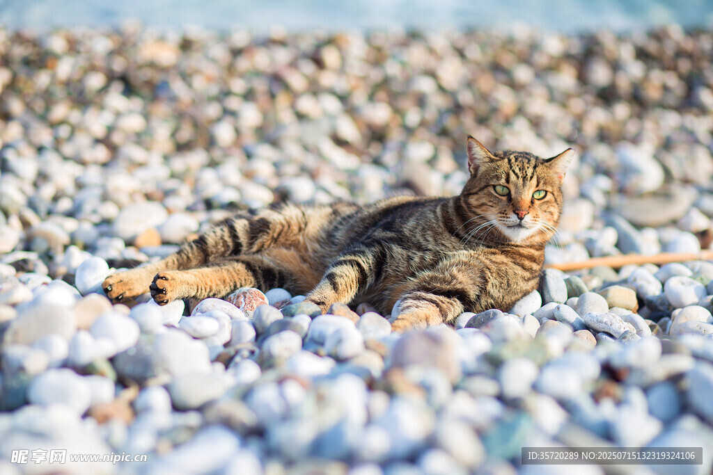 貓咪愜意躺于五彩石子間
