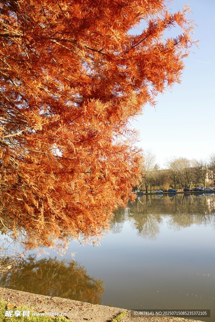 湖畔秋景紅葉映碧水