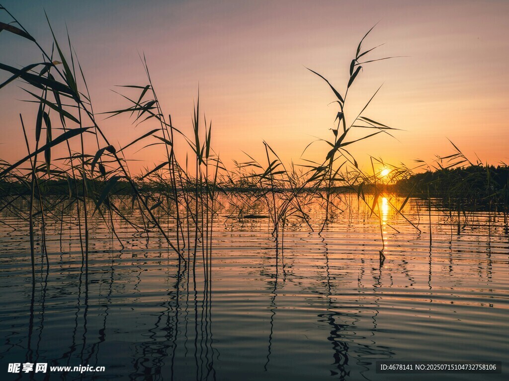 夕陽下的湖畔蘆葦美景
