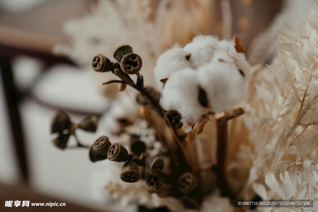 干棉花花束特寫