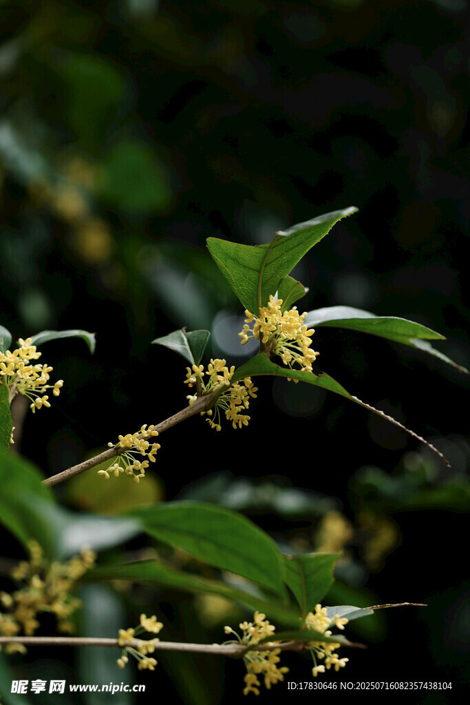 枝頭綻放的黃色桂花