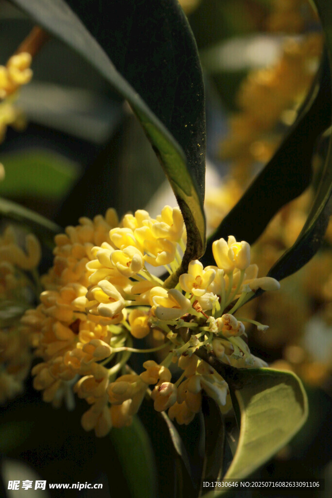 金黃桂花綻放枝頭