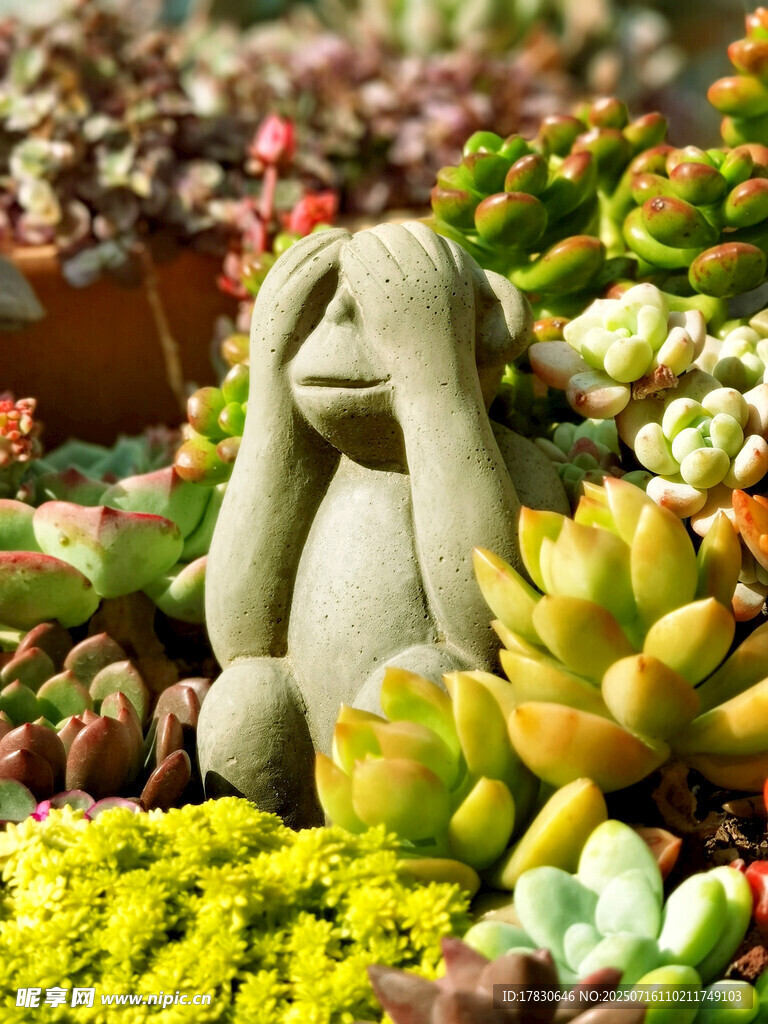 萌趣石猴與多彩多肉植物
