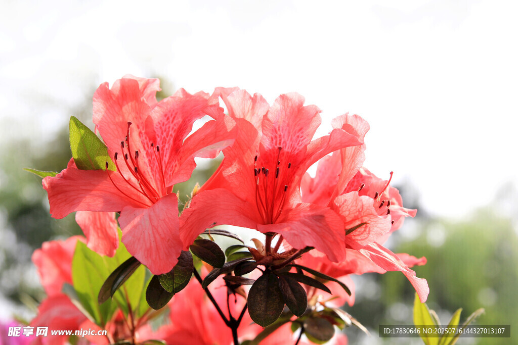 嬌艷欲滴的盛開紅杜鵑花