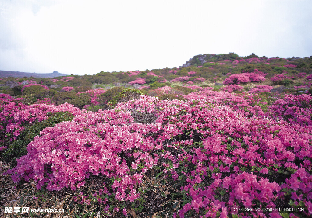 漫山遍野的絢爛粉色花朵