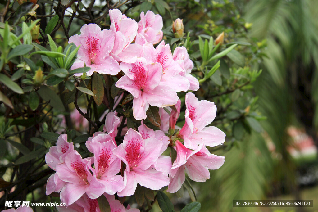 嬌艷粉色杜鵑花綻放