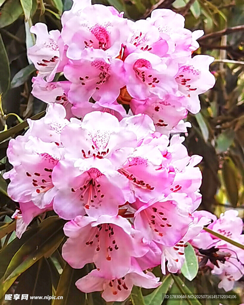 嬌艷粉色杜鵑花綻放