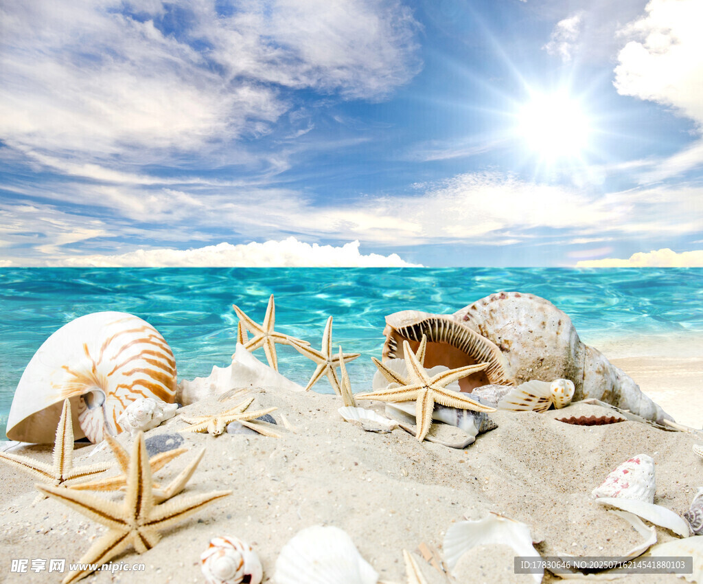 海灘上的海星與貝殼
