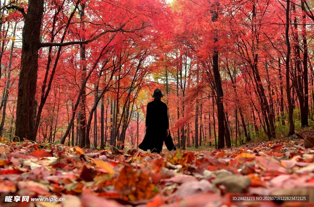 漫步紅葉林的優(yōu)雅身影