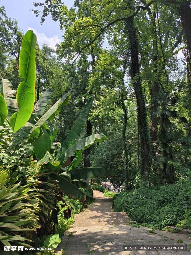 林間小徑綠意盎然的自然景