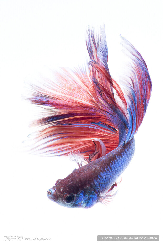 色彩絢麗的暹羅斗魚