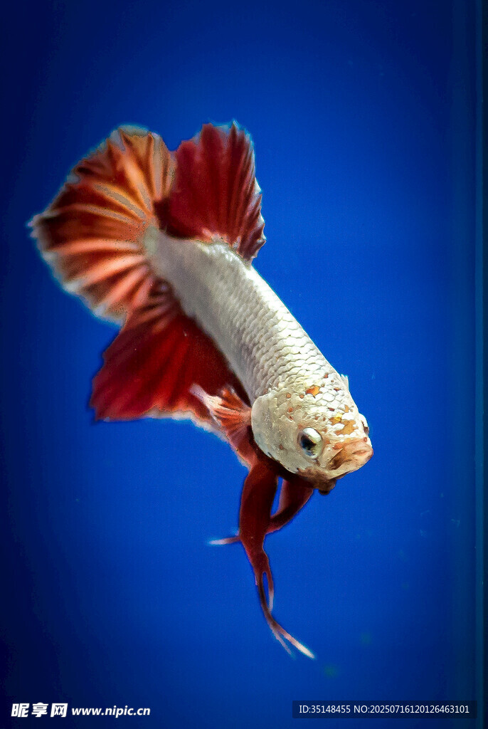 優(yōu)雅紅尾斗魚