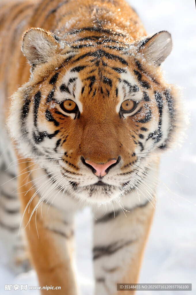 雪地中的威猛老虎