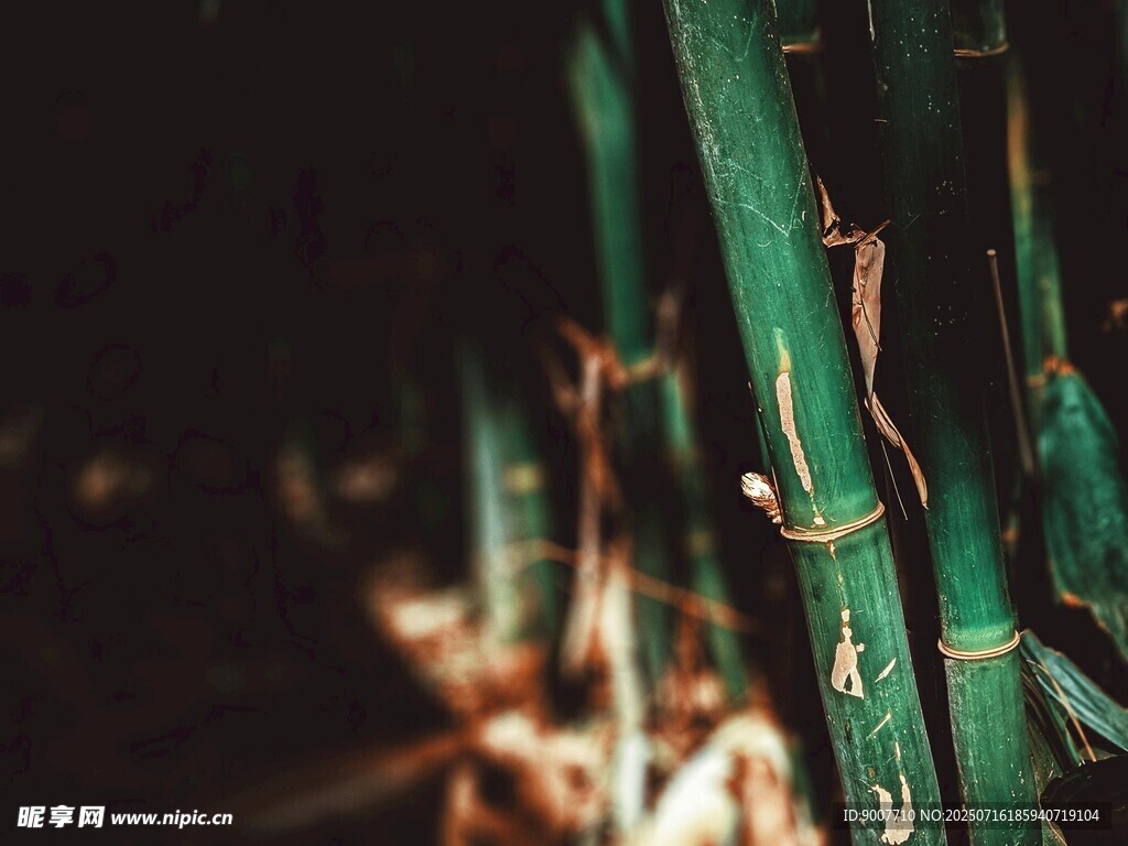 翠綠竹枝 光影下的自然美