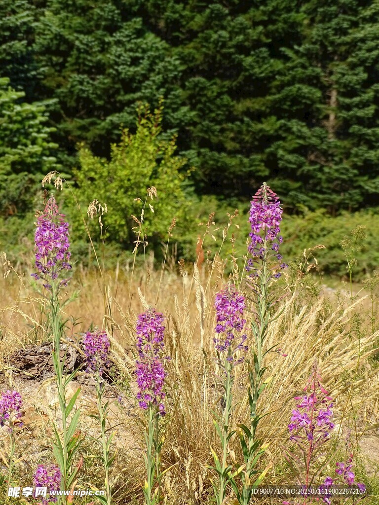 野外紫色花卉與金黃草地