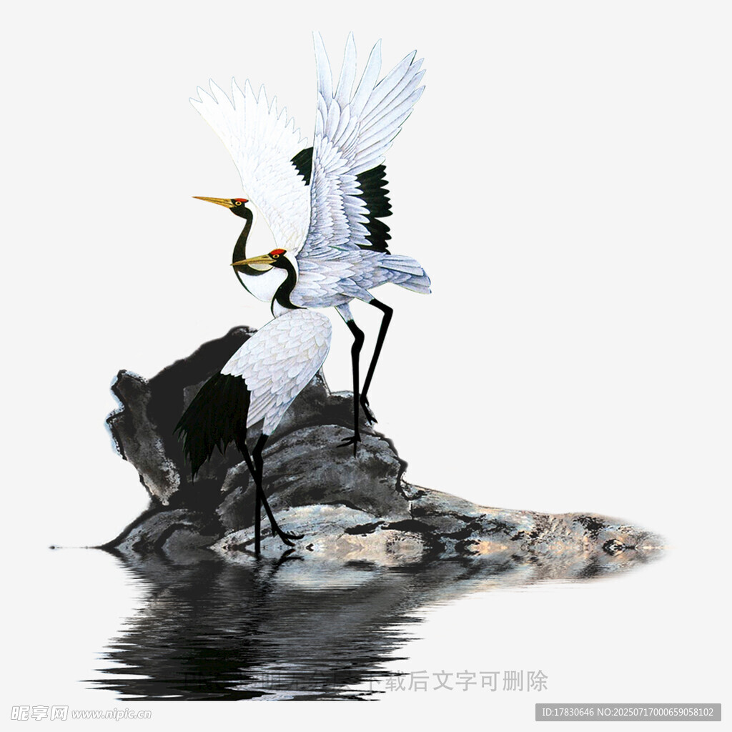 雙鶴立于石上的優(yōu)雅畫面