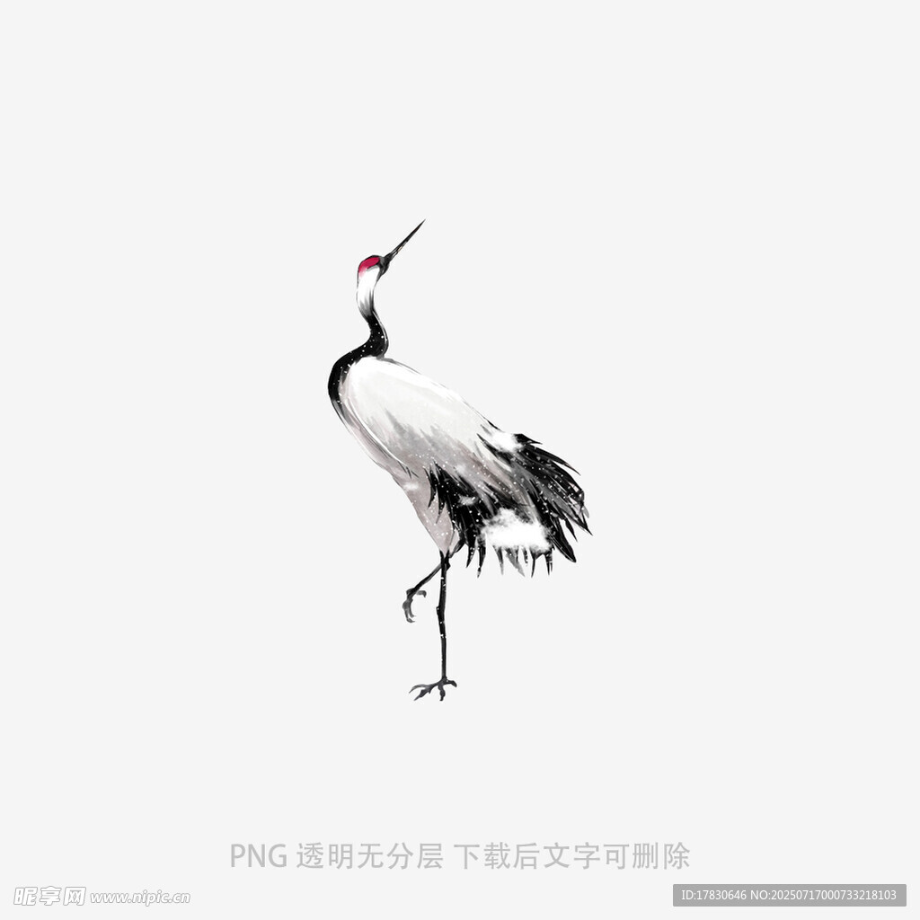 單腿站立的優(yōu)雅丹頂鶴