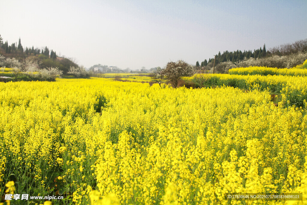 金黃油菜花海田園風(fēng)光