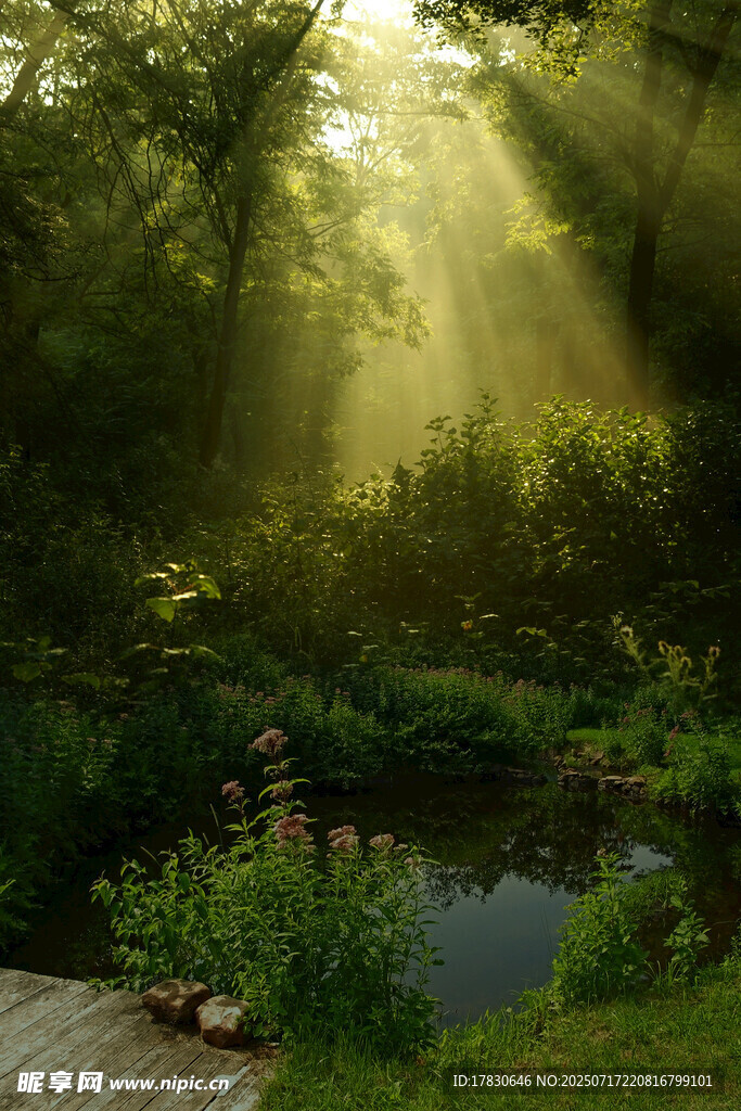 林間晨光下的靜謐自然景