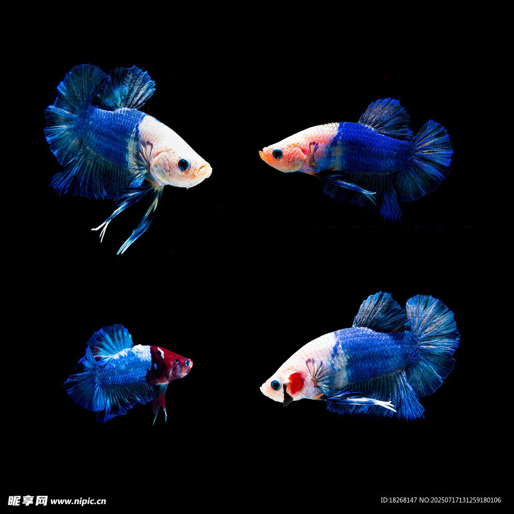 多彩斗魚展示