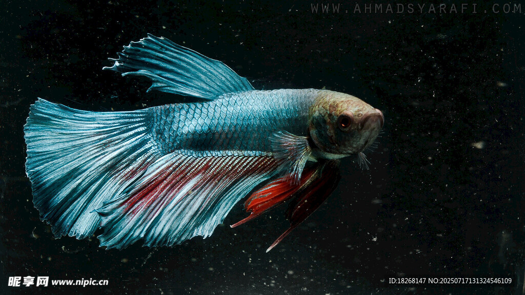 優(yōu)雅藍尾斗魚
