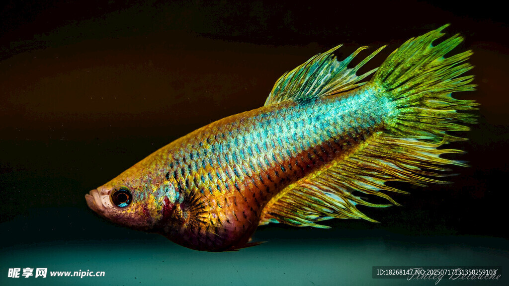 絢麗多彩的斗魚